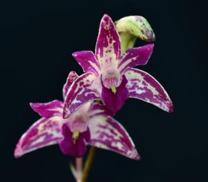 Dendrobium Wow