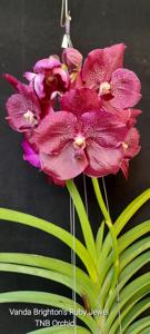 <i>Vanda</i> Brighton's Ruby Jewel