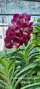Vanda Brighton's Ruby Jewel