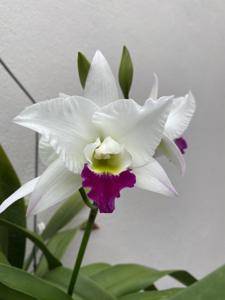 Laeliocatarthron Village Chief Parfum