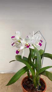 Laeliocatarthron Village Chief Parfum