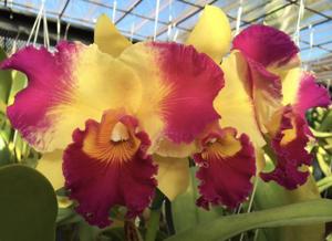 Rhyncholaeliocattleya Village Chief Leer