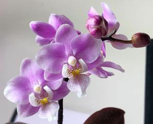 Phalaenopsis Jiaho's Pink Girl