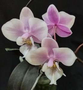 Phalaenopsis Jiaho's Pink Girl