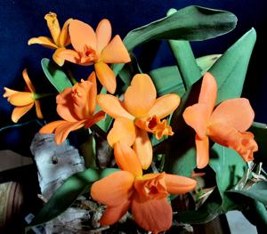 Rhyncattleanthe Shinfong Little Sun