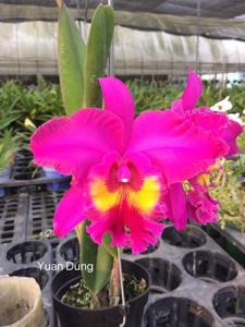 <i>Rhyncholaeliocattleya</i> Village Chief Tearoom