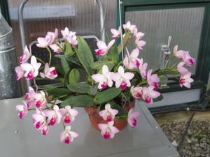 Cattlianthe Japanese Beauty