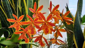 Epicatanthe Volcano Trick