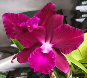 Cattleya Volcano Dream
