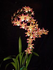 <i>Oncidium</i> Pacific Panache
