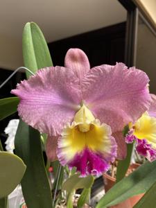 Rhyncholaeliocattleya Memoria Hiroko Oshiro
