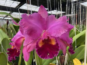 Rhyncholaeliocattleya Memoria Hiroko Oshiro