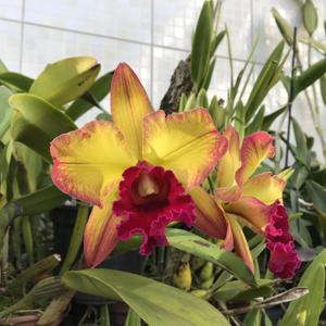 Rhyncholaeliocattleya Suzuki's Red Flare