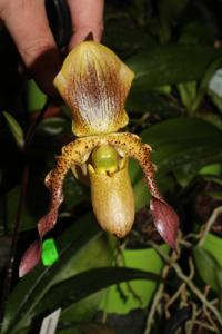 Paphiopedilum Memoria Dave Myhre