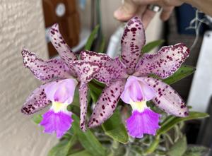 Cattleya Summer Spot