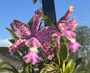 Cattleya Summer Spot
