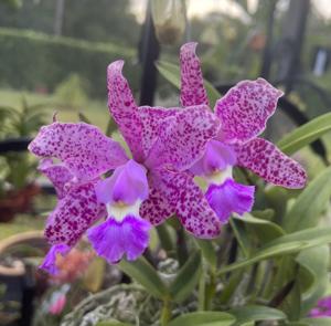 Cattleya Summer Spot