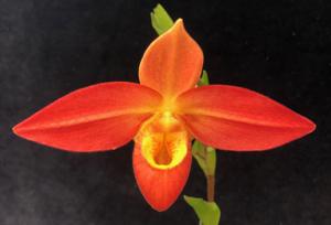 Phragmipedium Ouaisne