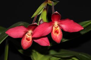 Phragmipedium La Hougette