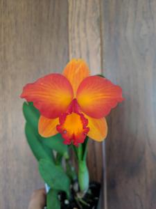 Rhyncattleanthe Pure Love