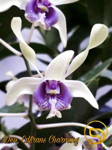 Dendrobium Edfrans Charming