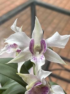 Dendrobium Silver Wings
