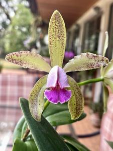 <i>Cattleya</i> Mini-green