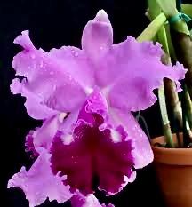 <i>Rhyncholaeliocattleya</i> Margaret Thatcher