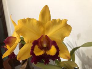 Rhyncholaeliocattleya Shinfong Castle