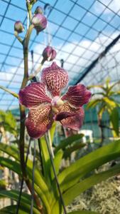 <i>Vanda</i> Alice's Donata