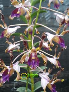 <i>Dendrobium</i> Eunie Lass