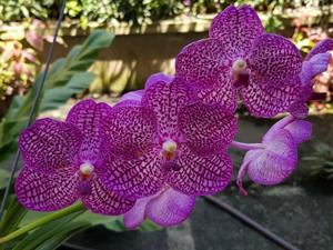 Vanda Tristar Blue