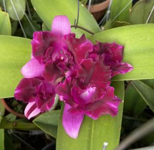 Cattlianthe Tristar Bouquet