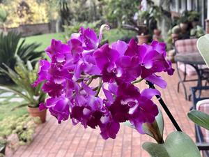 Cattlianthe Tristar Bouquet