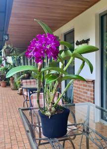 Cattlianthe Tristar Bouquet