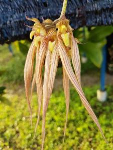 Bulbophyllum Eed