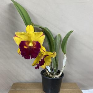 Rhyncholaeliocattleya Village Chief Topaz