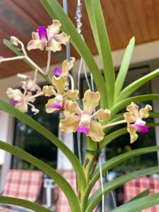<i>Vanda</i> Jay Mullen