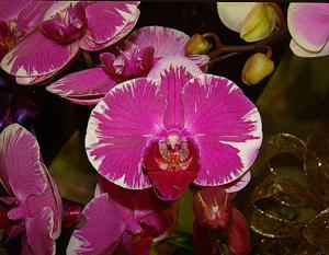 Phalaenopsis The Pride of Ben Yu