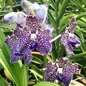 Vanda Rinka