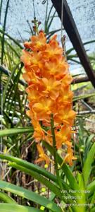 <i>Vandachostylis</i> Pearl Cooper