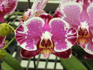 Phalaenopsis Taiwan Diamond