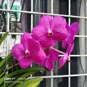 Vanda Ratchaburi Fuchs-Katsura