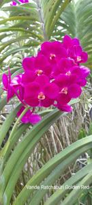 <i>Vanda</i> Ratchaburi Golden Red