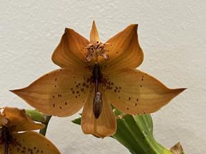 Cycnoches William Clarke