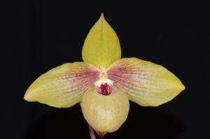 <i>Paphiopedilum</i> Shun-Fa Golden