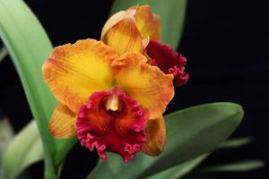 <i>Rhyncholaeliocattleya</i> Yen Golden Masterpiece