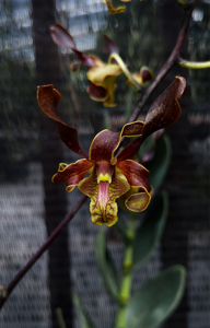 <i>Dendrobium</i> Jennifer Sng