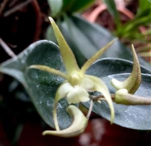 <i>Dendrobium</i> First Star