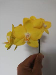 Phalaenopsis Dragon Tree Gold
